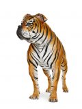 American Bulldog (4 years) in front of a white background